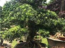 湖南長(zhǎng)沙市雨花區(qū)精彩園林綠化苗木場(chǎng) 城市綠化的專(zhuān)業(yè)伙伴與一站式園林工程服務(wù)商