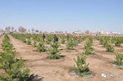 園林苗木移栽七要素 確保綠化工程成活與景觀效果的關(guān)鍵