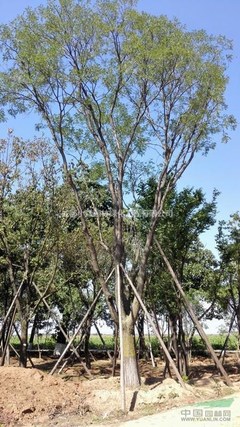四川精品國(guó)槐基地 打造園林綠化工程優(yōu)質(zhì)苗木供應(yīng)源